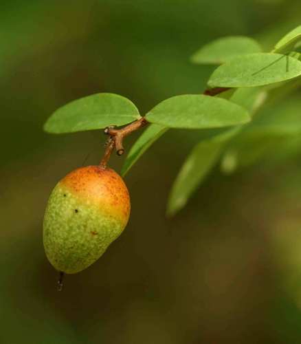 Synaptolepis alternifolia — photo