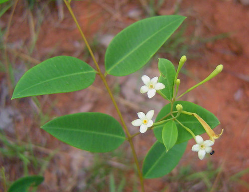 Synaptolepis alternifolia — photo
