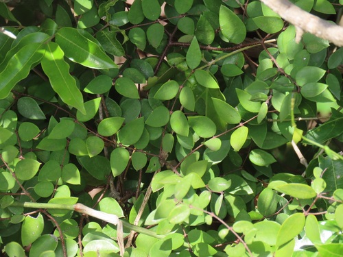 Synaptolepis kirkii — photo