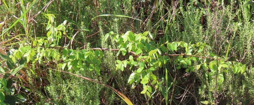 Synaptolepis kirkii