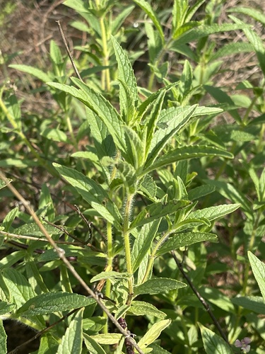 Syncolostemon bracteosus (Purple top) — photo