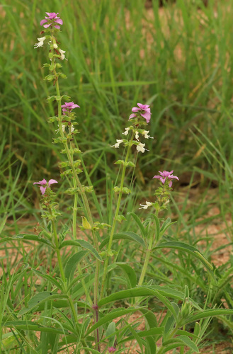 Syncolostemon bracteosus (Purple top) — photo