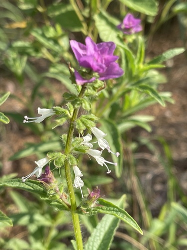 Syncolostemon bracteosus
