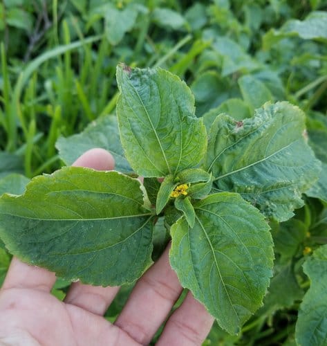 Synedrella nodiflora (Cinderella weed) — photo