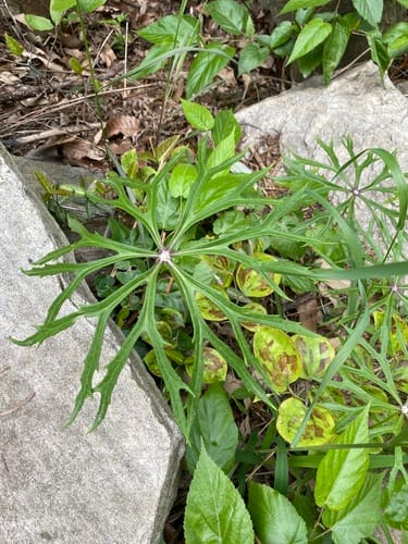 Syneilesis aconitifolia (Hare's umbrella) — photo