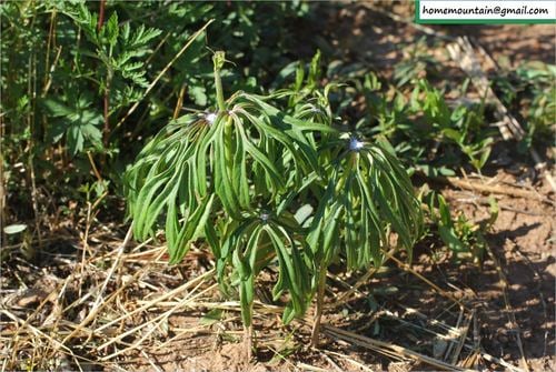Syneilesis aconitifolia
