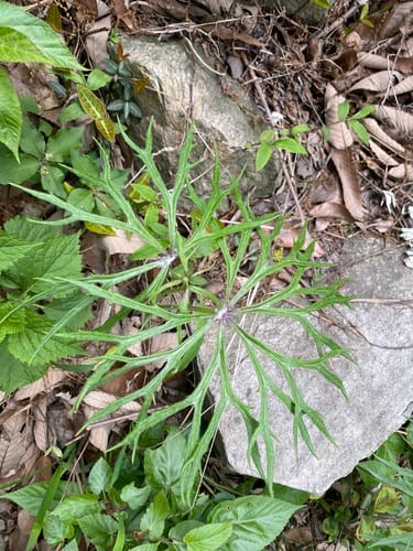 Syneilesis aconitifolia (Hare's umbrella) — photo