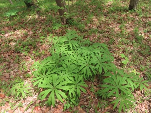 Syneilesis palmata (Usannamul) — photo