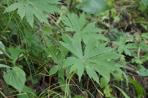 Syneilesis palmata