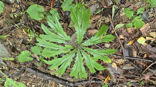 Syneilesis palmata (Usannamul) — photo