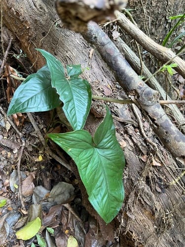 Syngonium neglectum — photo