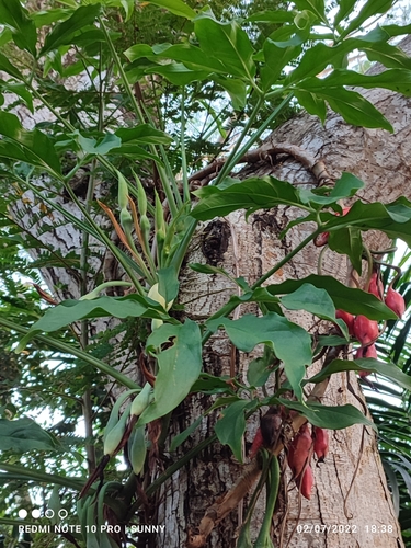 Syngonium podophyllum (Arrowhead vine) — photo