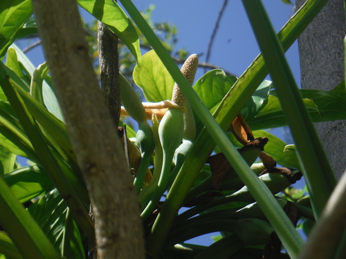 Syngonium podophyllum (Arrowhead vine) — photo