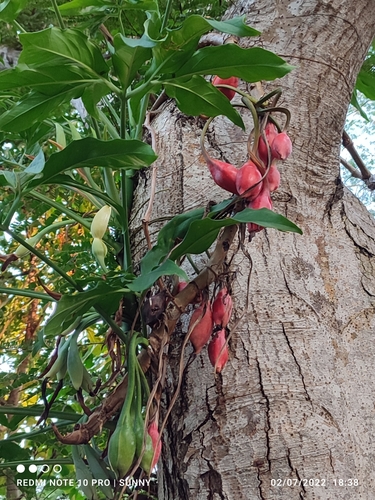 Syngonium podophyllum