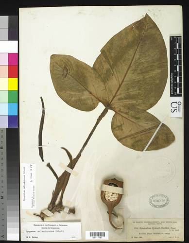 Syngonium salvadorense