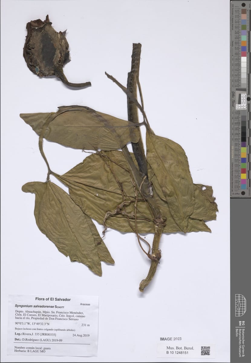 Syngonium salvadorense — photo