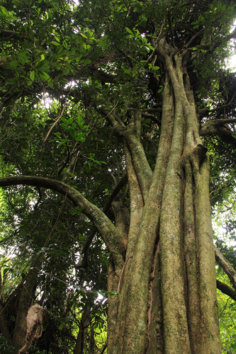 Synsepalum brevipes (Stem-fruit miraculous berry) — photo