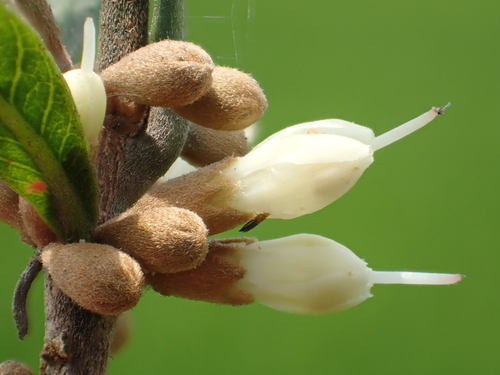 Synsepalum dulcificum (Sweet berry) — photo