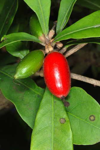 Synsepalum dulcificum (Sweet berry) — photo