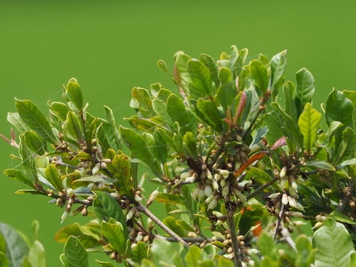 Synsepalum dulcificum