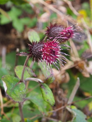 Synurus deltoides