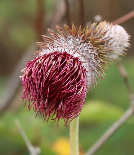 Synurus excelsus — photo