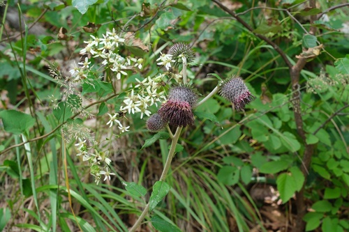 Synurus pungens
