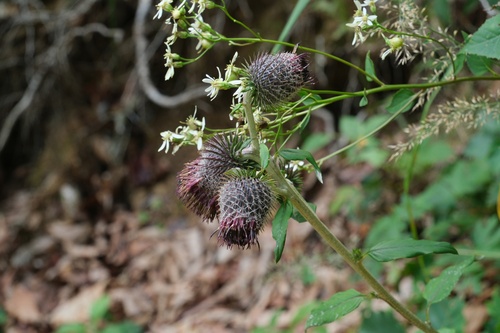 Synurus pungens — photo