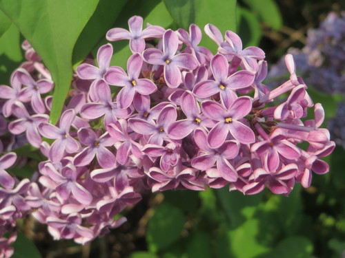 Syringa vulgaris (Lilac) — photo