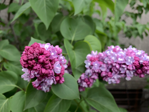 Syringa vulgaris (Lilac) — photo