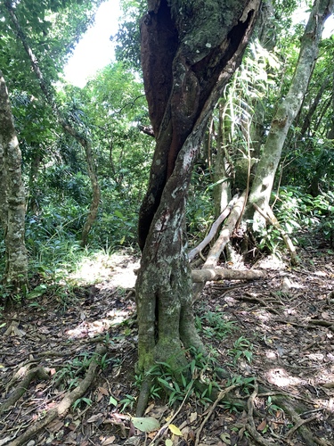 Syzygium acuminatissimum (Samak myrtle tree) — photo