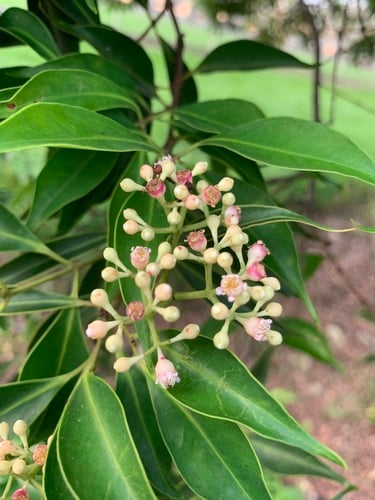 Syzygium acuminatissimum (Samak myrtle tree) — photo