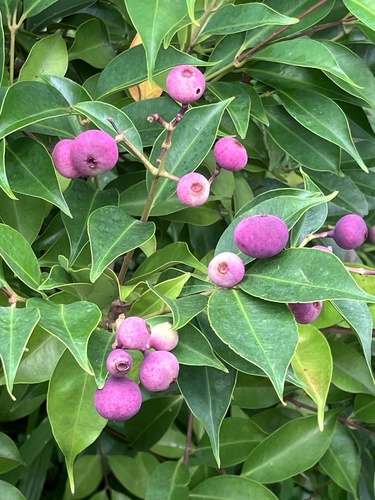 Syzygium acuminatissimum