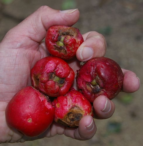 Syzygium alliiligneum (Mission beach satinash) — photo