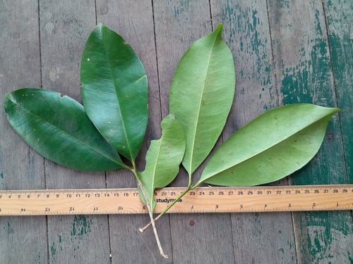 Syzygium alliiligneum (Mission beach satinash) — photo
