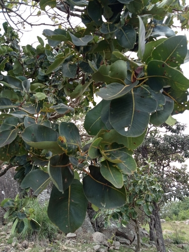 Syzygium alternifolium (Mogi) — photo
