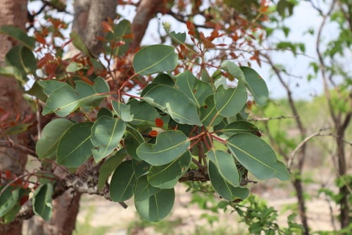 Syzygium alternifolium