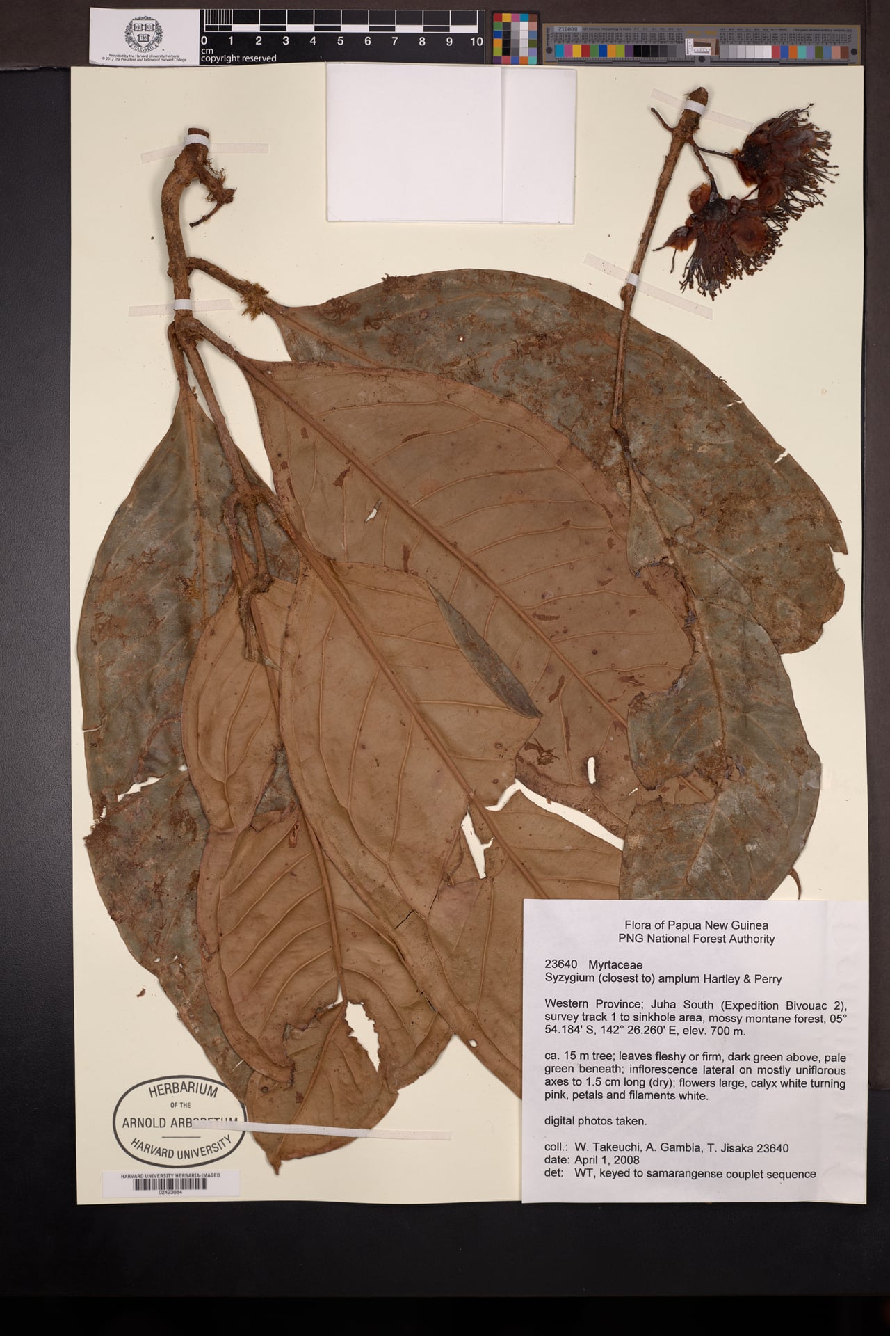 Syzygium amplum — photo