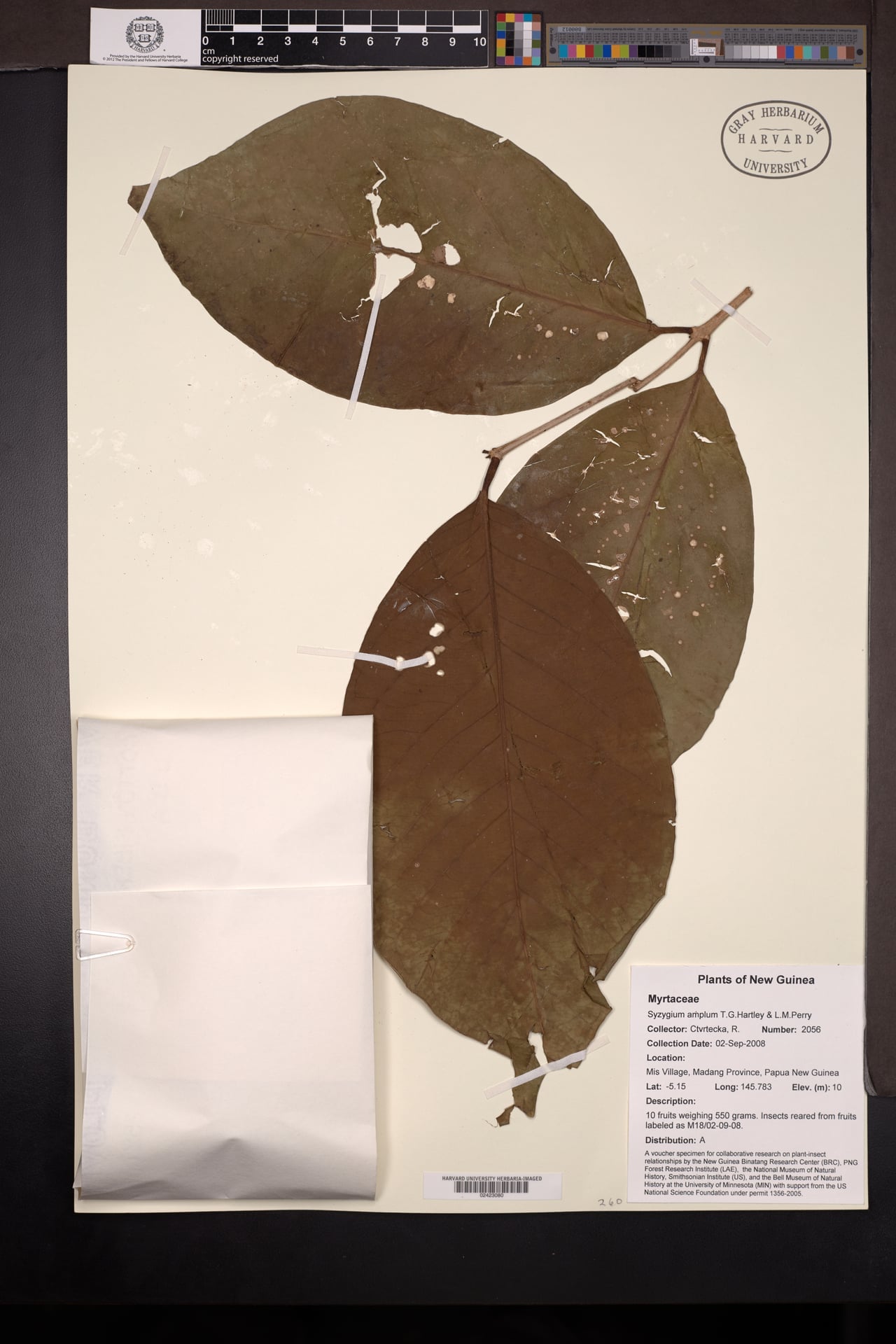 Syzygium amplum — photo