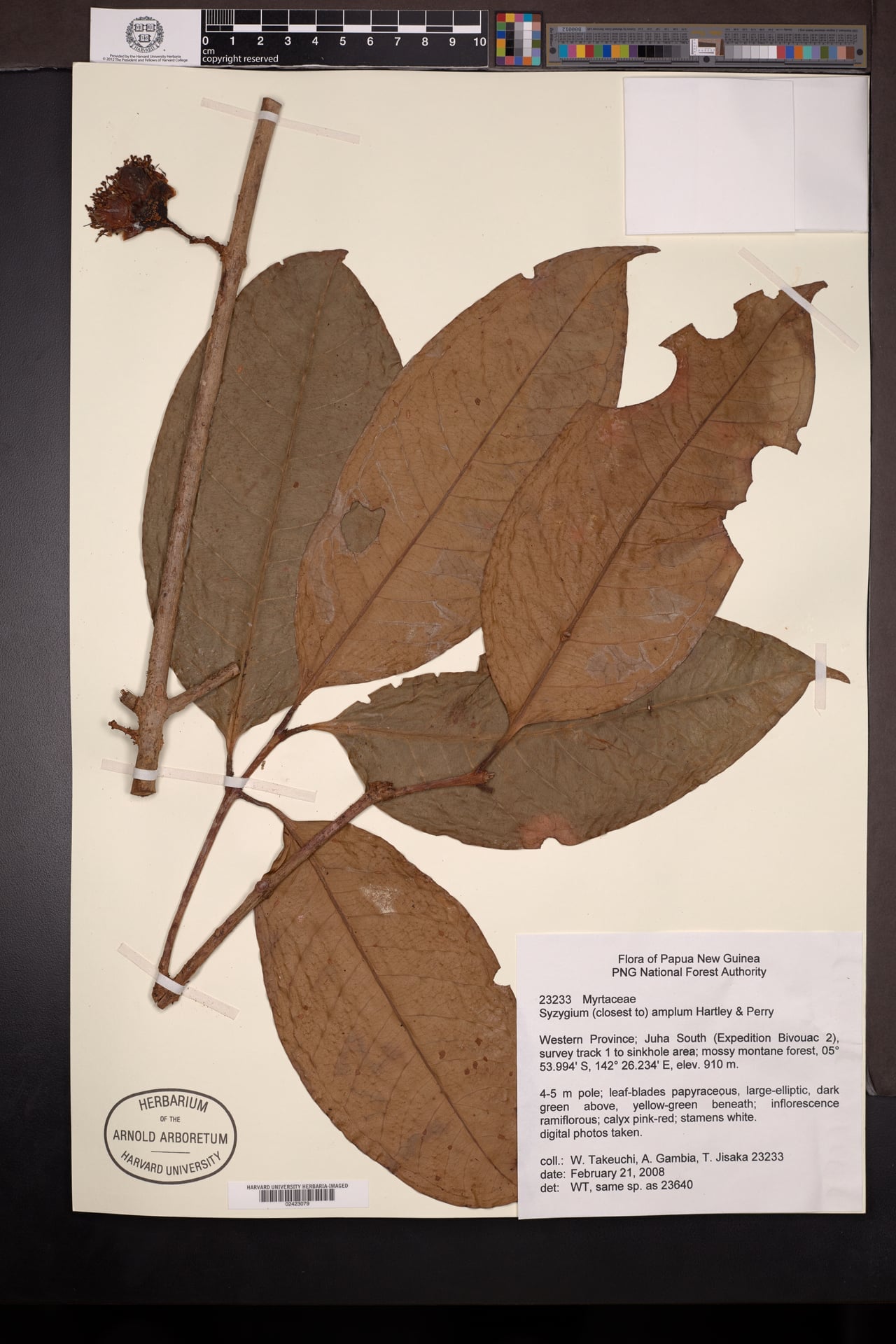 Syzygium amplum