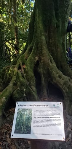 Syzygium angkae — photo