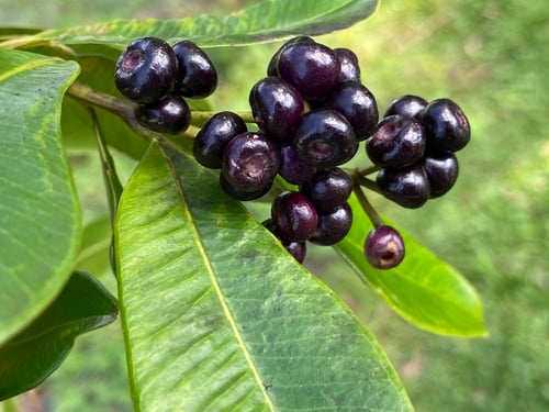 Syzygium angophoroides (Swamp satinash) — photo