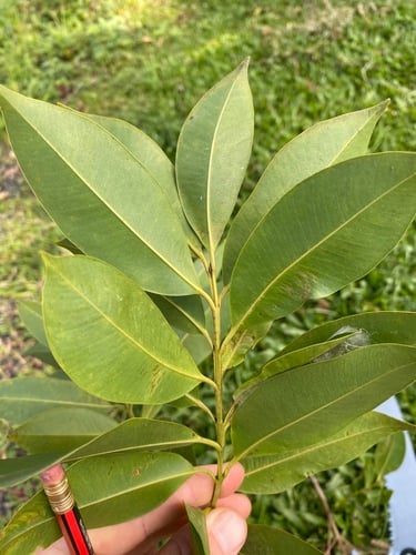 Syzygium angophoroides (Swamp satinash) — photo