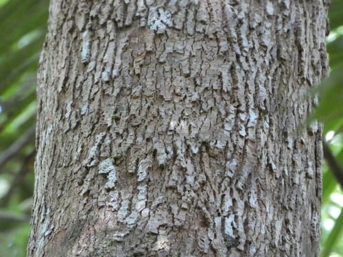 Syzygium anisatum (Aniseed myrtle) — photo