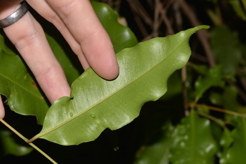 Syzygium anisatum (Aniseed myrtle) — photo