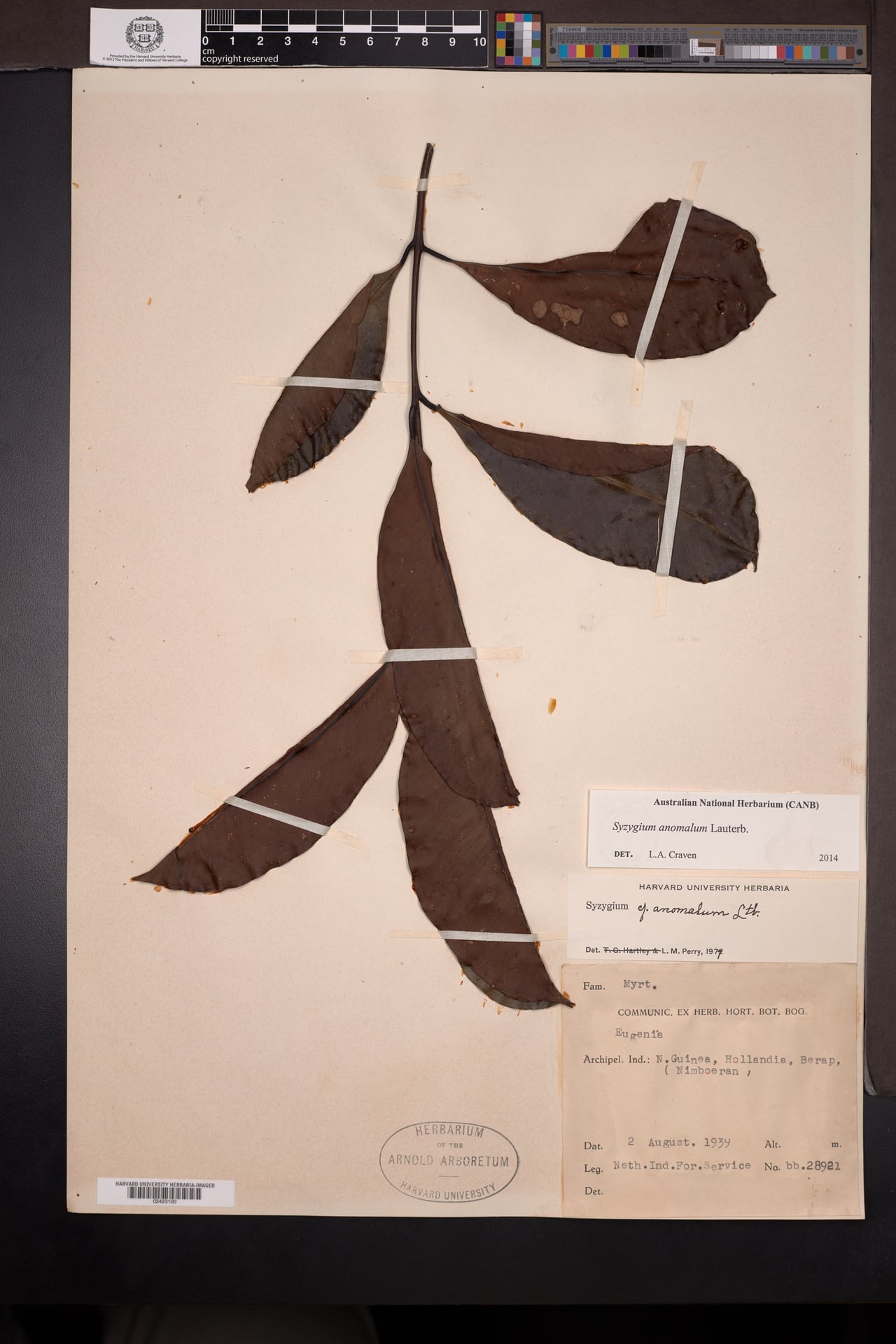Syzygium anomalum — photo