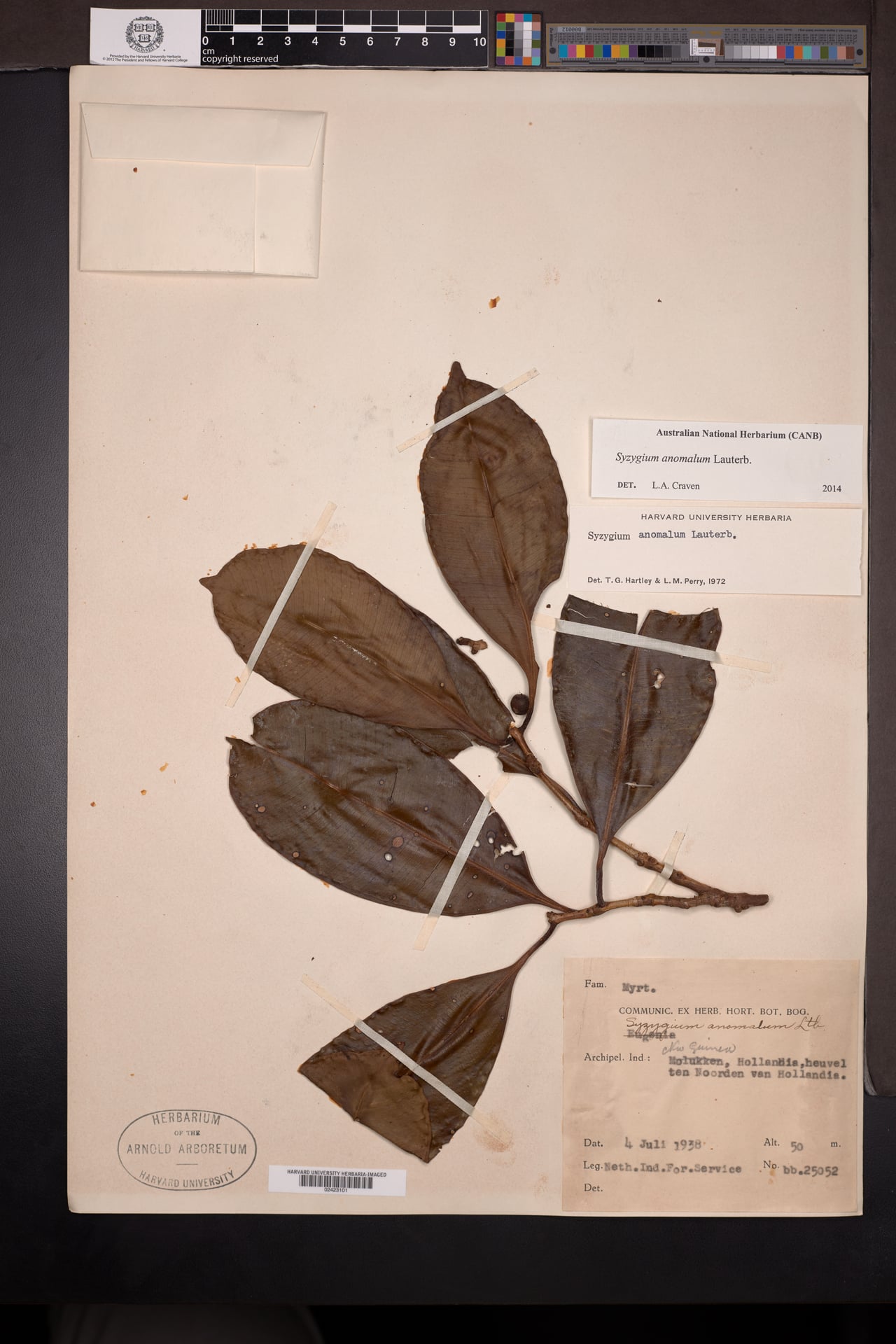 Syzygium anomalum — photo