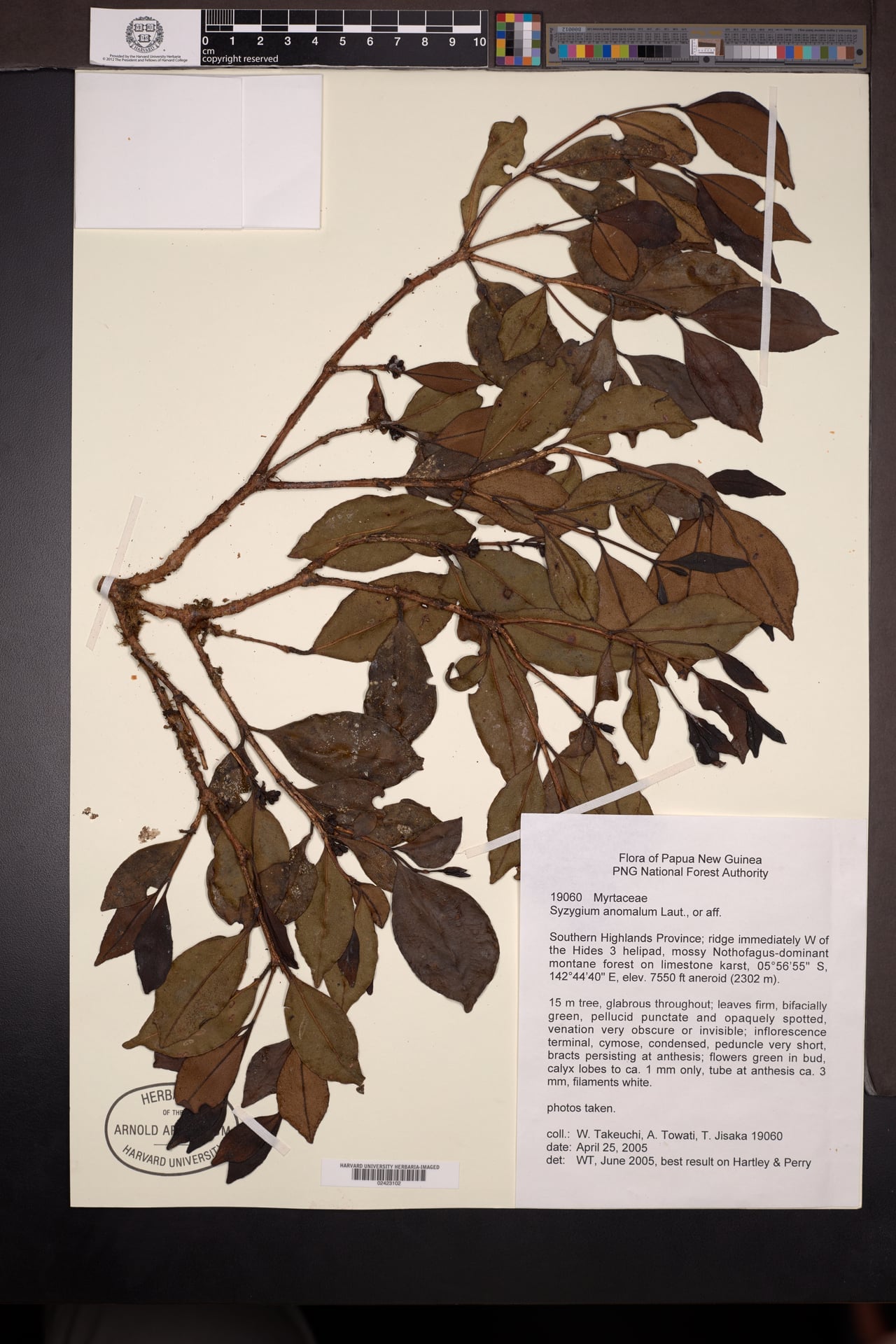 Syzygium anomalum