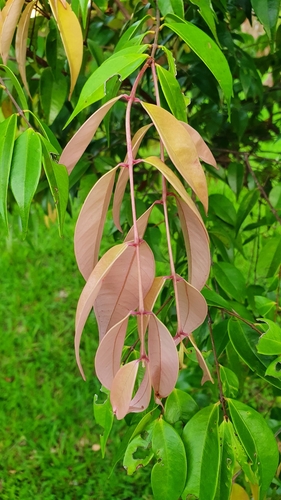 Syzygium antisepticum — photo