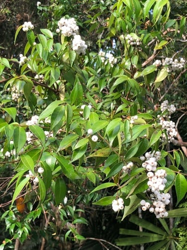 Syzygium antisepticum — photo